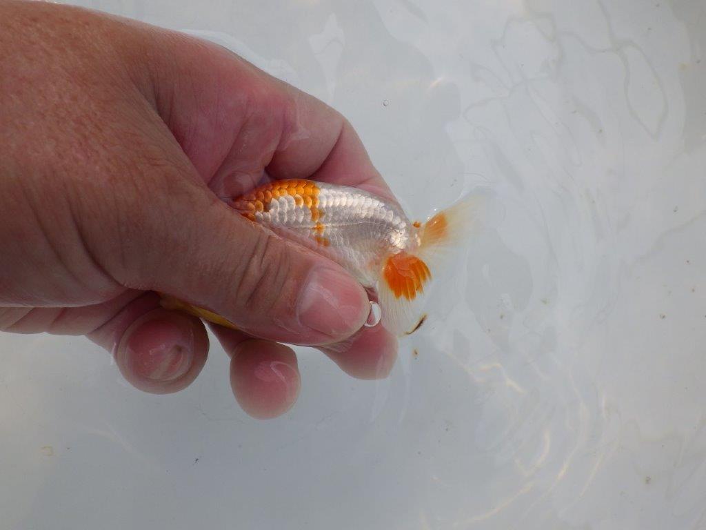 【管理魚 当歳らんちゅう 】水槽映えする綺麗な更紗をお楽しみください！　約10,5㎝