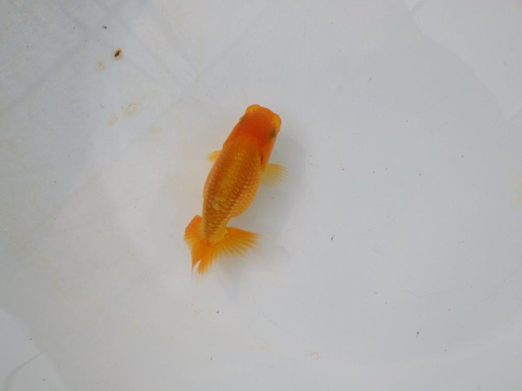 【管理魚 当歳らんちゅう 】種にもお使い頂きたいポイントあり！　約10㎝