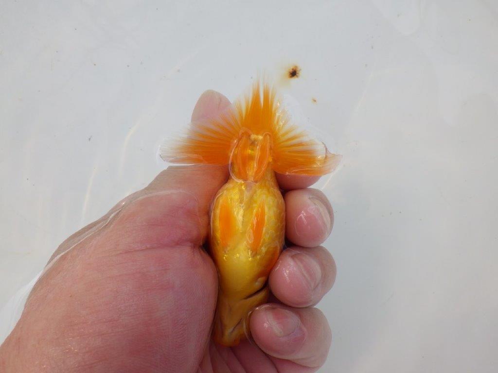 【管理魚 当歳らんちゅう 】種にもお使い頂きたいポイントあり！　約10㎝