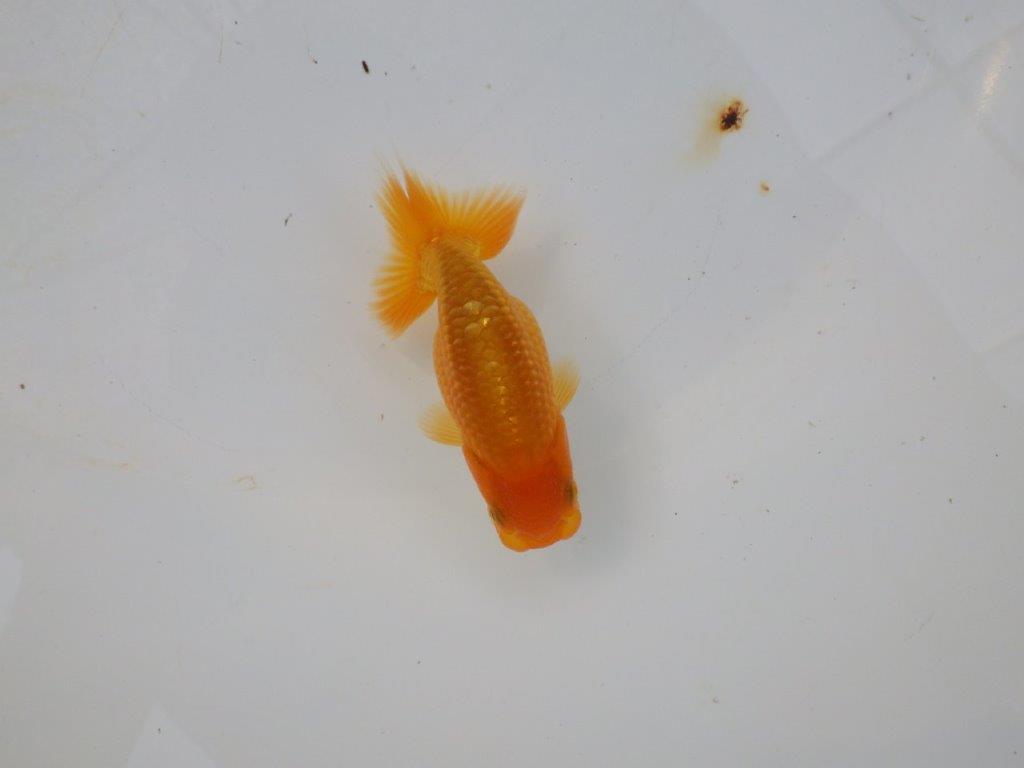 【管理魚 当歳らんちゅう 】種にもお使い頂きたいポイントあり！　約10㎝