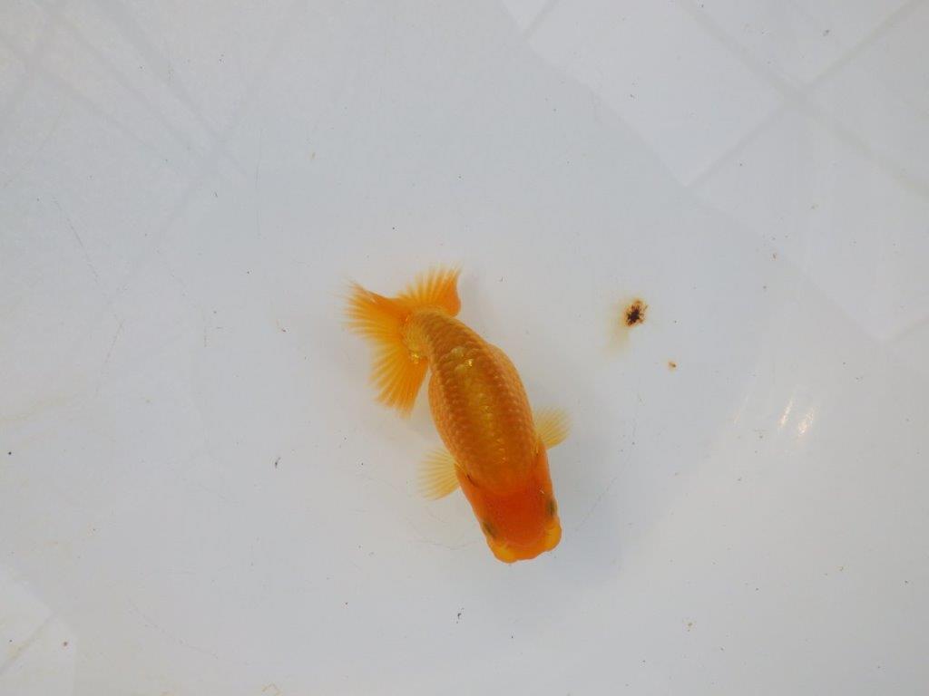【管理魚 当歳らんちゅう 】種にもお使い頂きたいポイントあり！　約10㎝