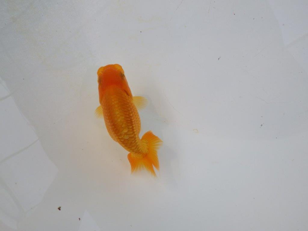 【管理魚 当歳らんちゅう 】種にもお使い頂きたいポイントあり！　約10㎝
