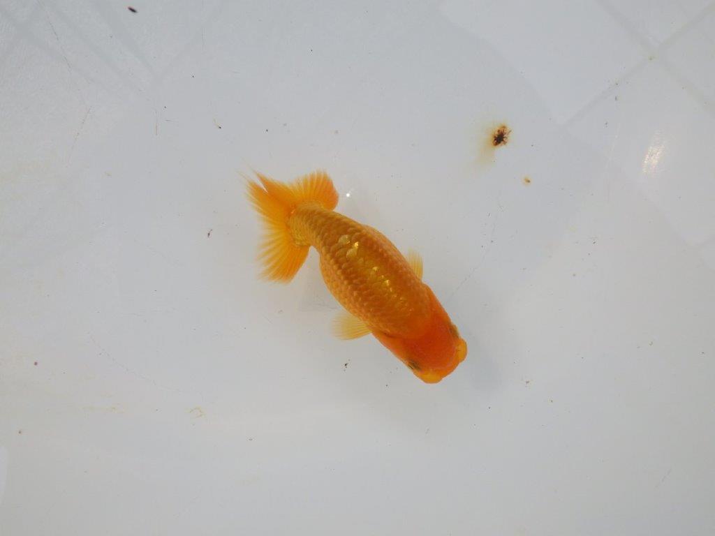 【管理魚 当歳らんちゅう 】種にもお使い頂きたいポイントあり！　約10㎝の上身