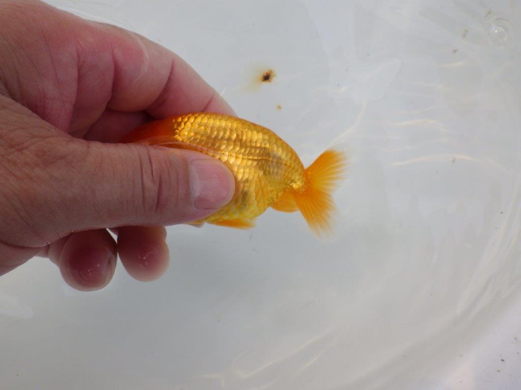【管理魚 当歳らんちゅう 】種にもお使い頂きたいポイントあり！　約10㎝