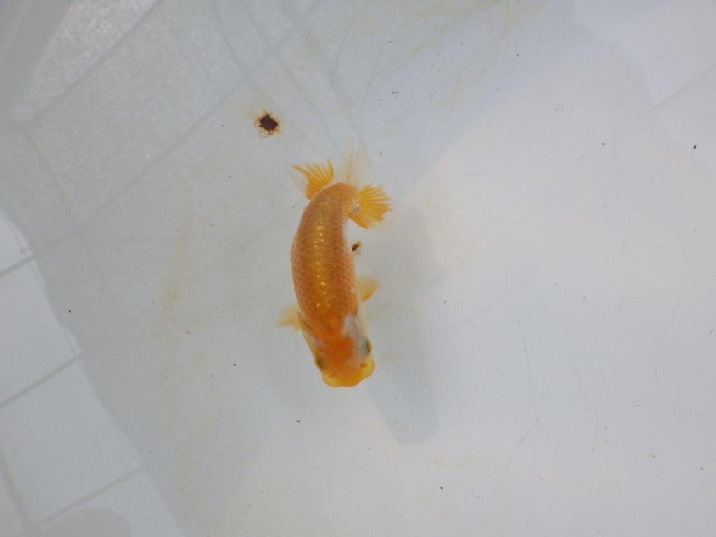 【管理魚 当歳らんちゅう 】前がかりの効いた粋な尾型！　約9,5㎝