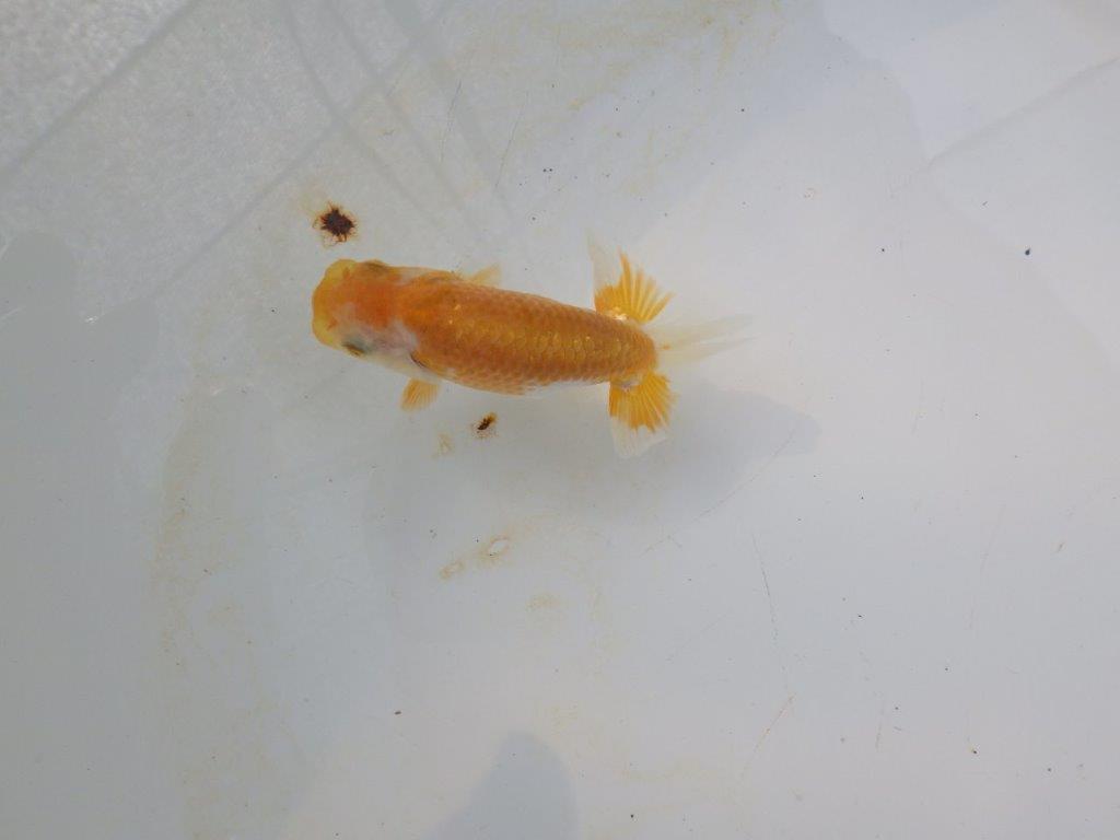 【管理魚 当歳らんちゅう 】前がかりの効いた粋な尾型！　約9,5㎝