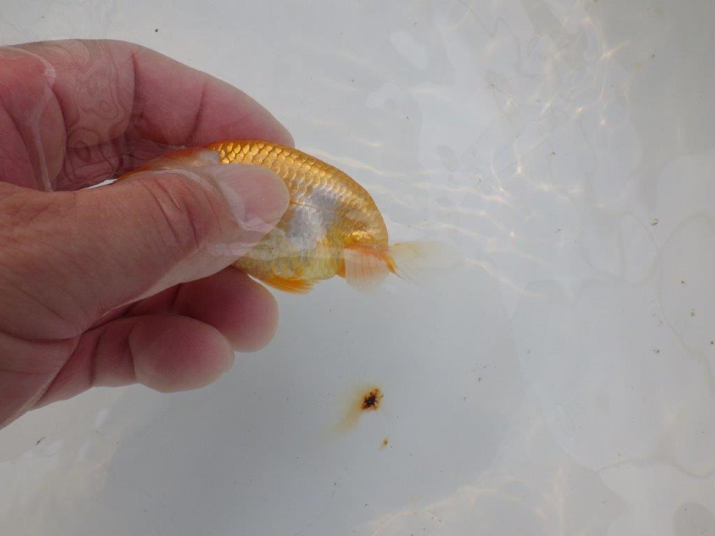 【管理魚 当歳らんちゅう 】前がかりの効いた粋な尾型！　約9,5㎝