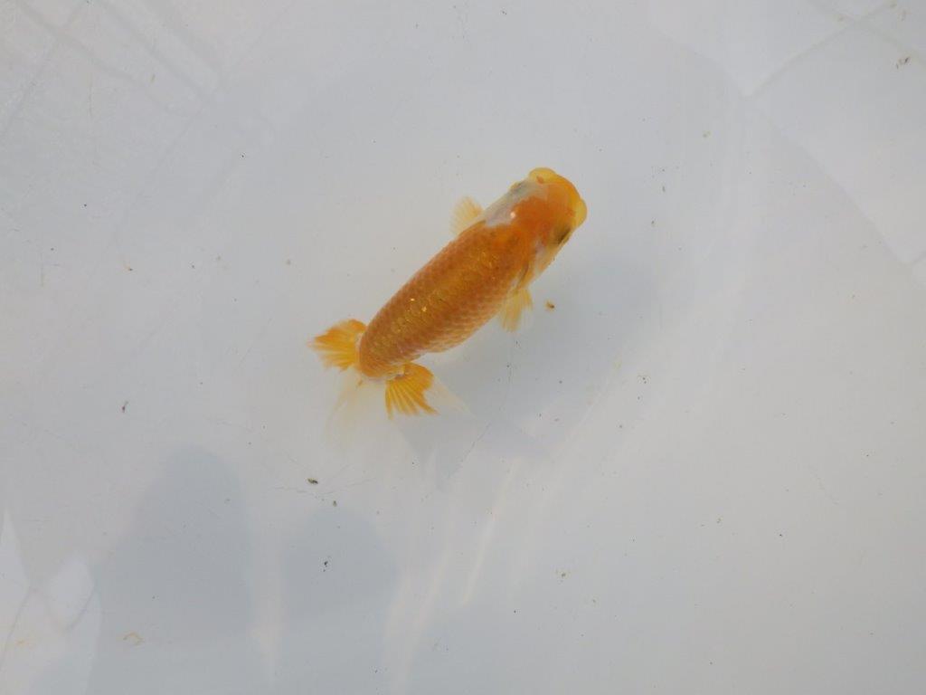 【管理魚 当歳らんちゅう 】前がかりの効いた粋な尾型！　約9,5㎝