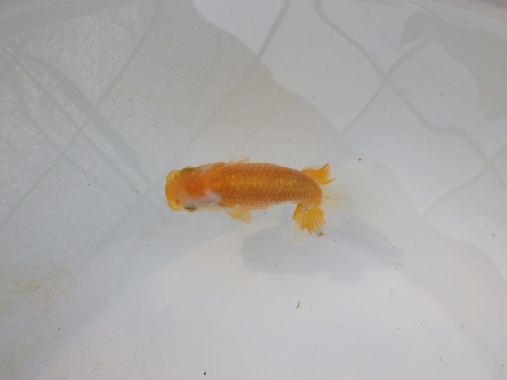【管理魚 当歳らんちゅう 】前がかりの効いた粋な尾型！　約9,5㎝