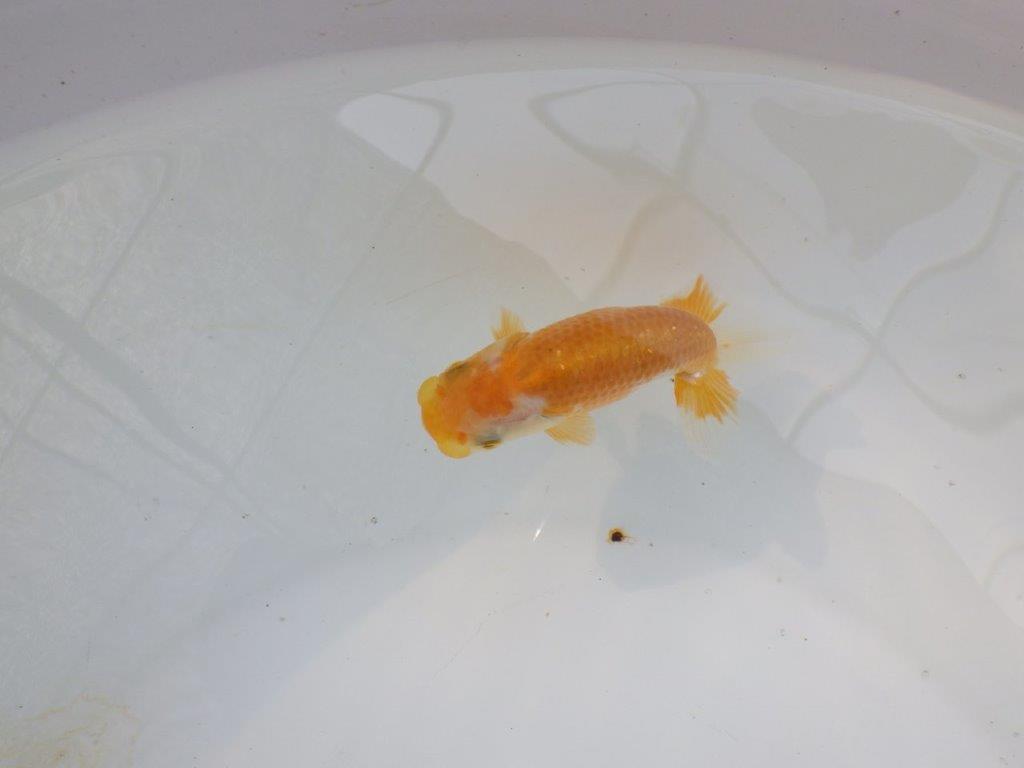 【管理魚 当歳らんちゅう 】前がかりの効いた粋な尾型！　約9,5㎝