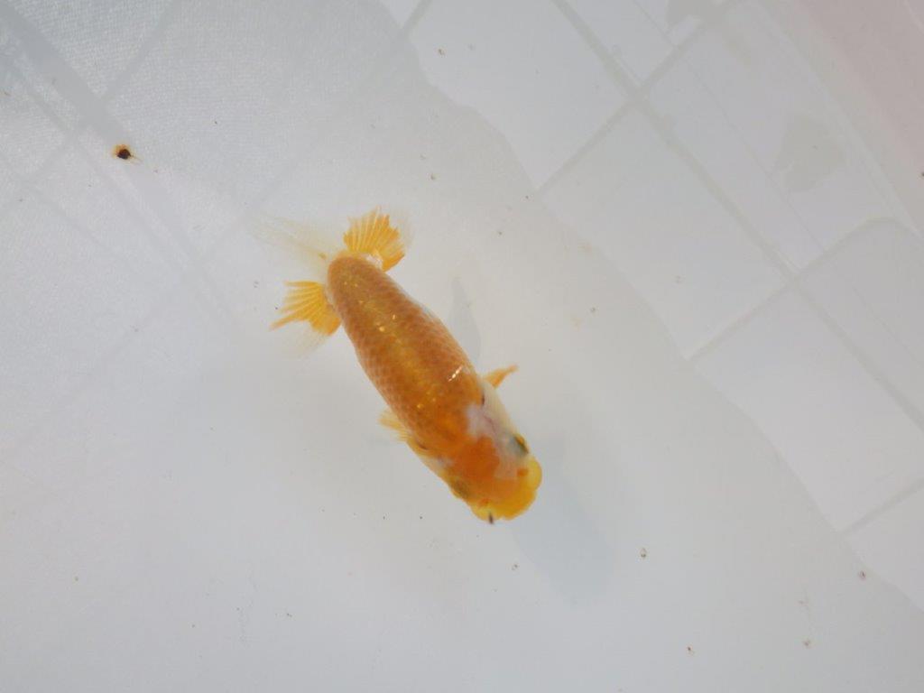 【管理魚 当歳らんちゅう 】前がかりの効いた粋な尾型！　約9,5㎝の上身