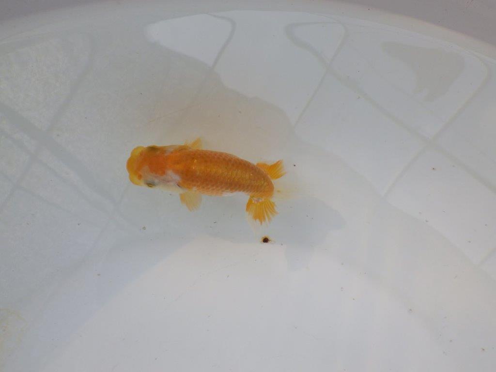 【管理魚 当歳らんちゅう 】前がかりの効いた粋な尾型！　約9,5㎝