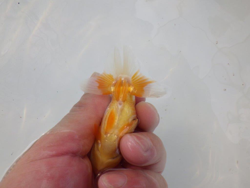 【管理魚 当歳らんちゅう 】前がかりの効いた粋な尾型！　約9,5㎝