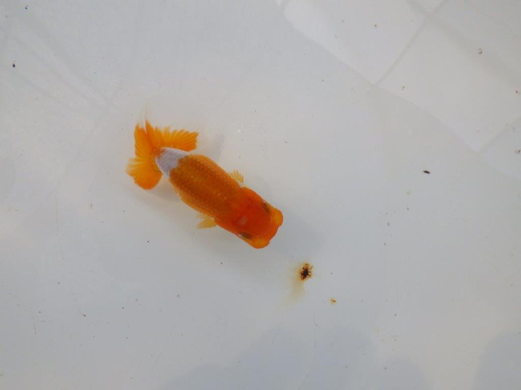 【管理魚 当歳らんちゅう 】素晴らしいフンタンをご堪能ください！　約9㎝