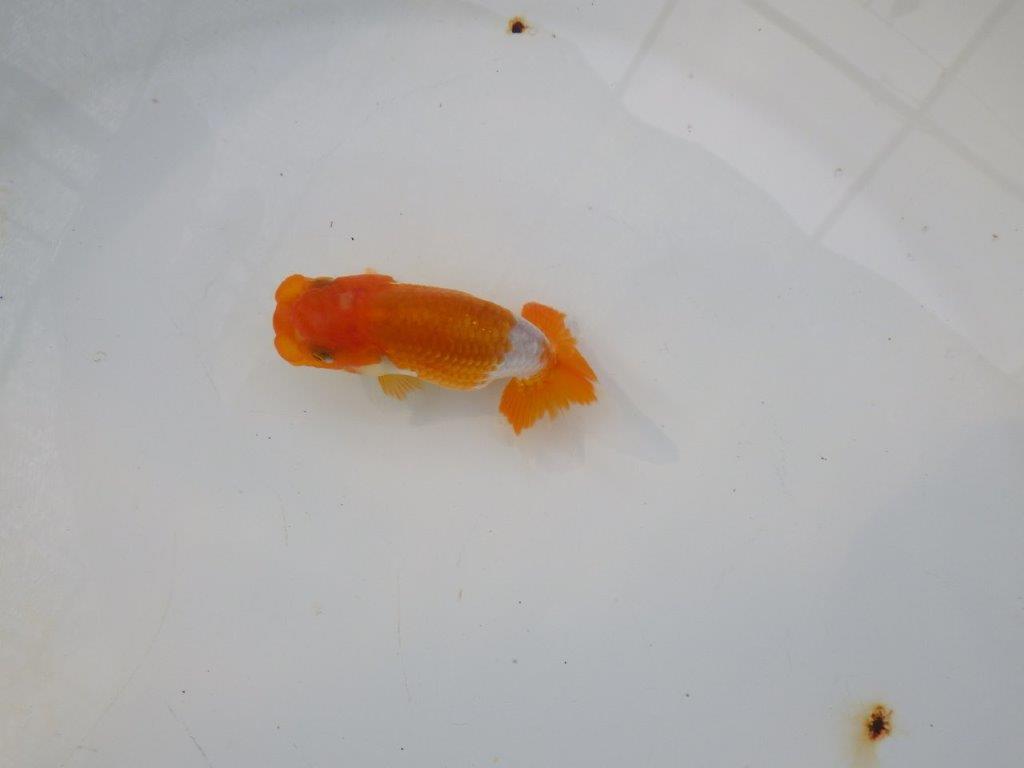 【管理魚 当歳らんちゅう 】素晴らしいフンタンをご堪能ください！　約9㎝
