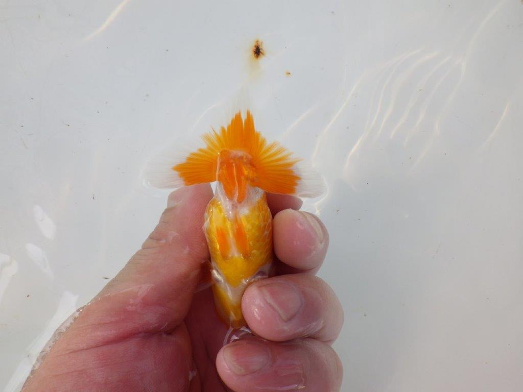 【管理魚 当歳らんちゅう 】素晴らしいフンタンをご堪能ください！　約9㎝