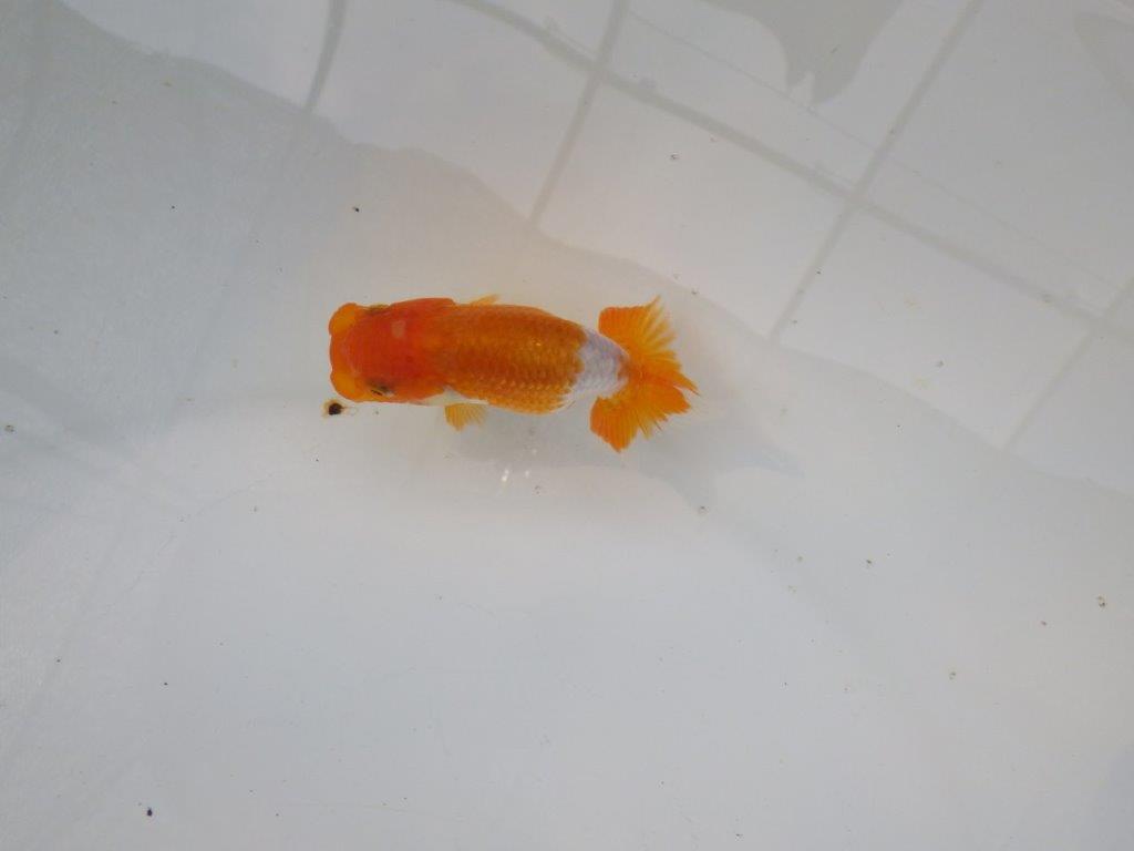 【管理魚 当歳らんちゅう 】素晴らしいフンタンをご堪能ください！　約9㎝