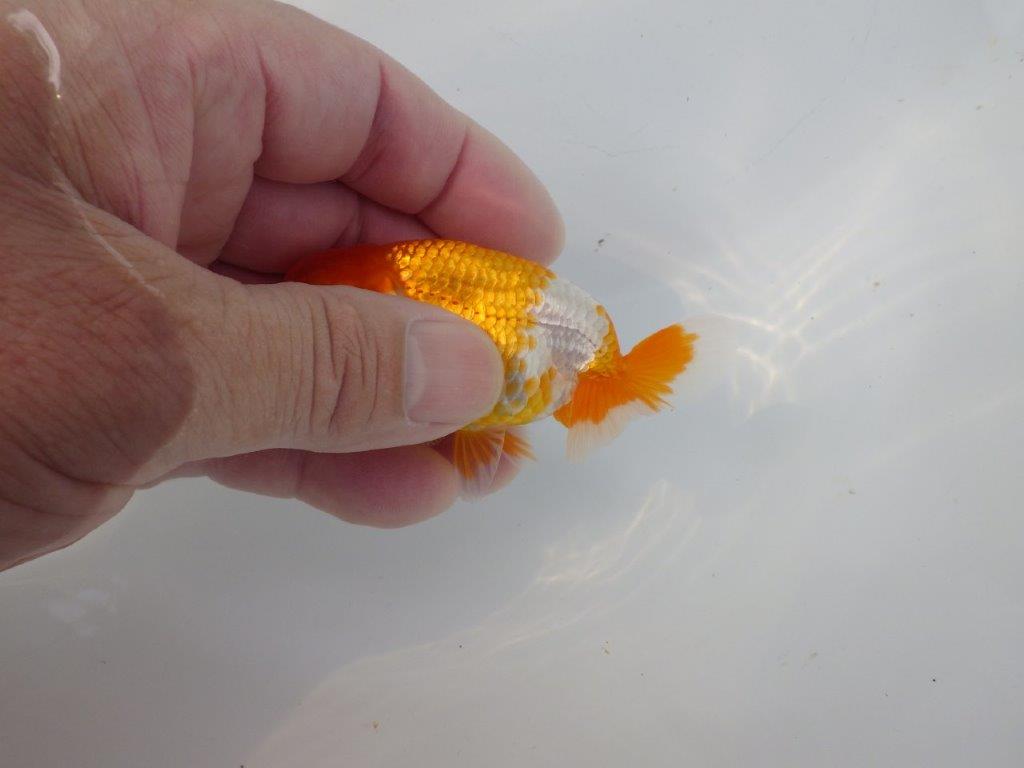 【管理魚 当歳らんちゅう 】素晴らしいフンタンをご堪能ください！　約9㎝