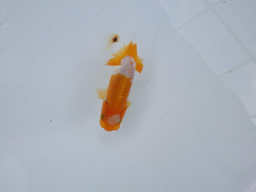 【管理魚 当歳らんちゅう 】ポイントを押さえたご鑑賞お勧めの更紗！　約10㎝