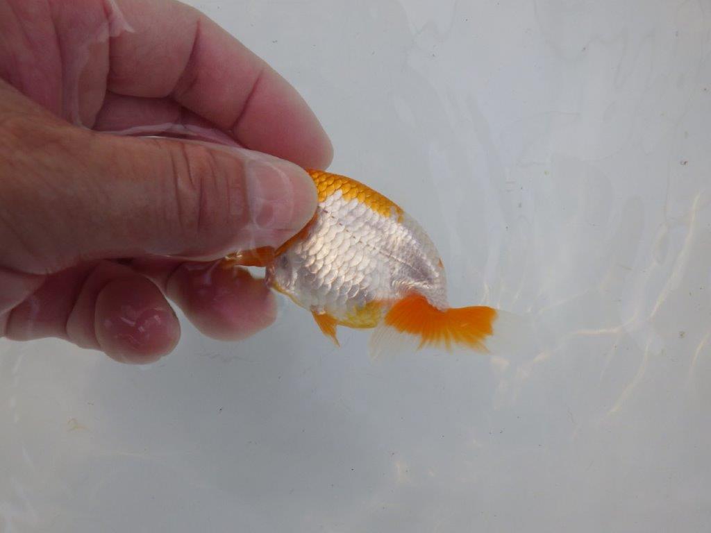 【管理魚 当歳らんちゅう 】ポイントを押さえたご鑑賞お勧めの更紗！　約10㎝