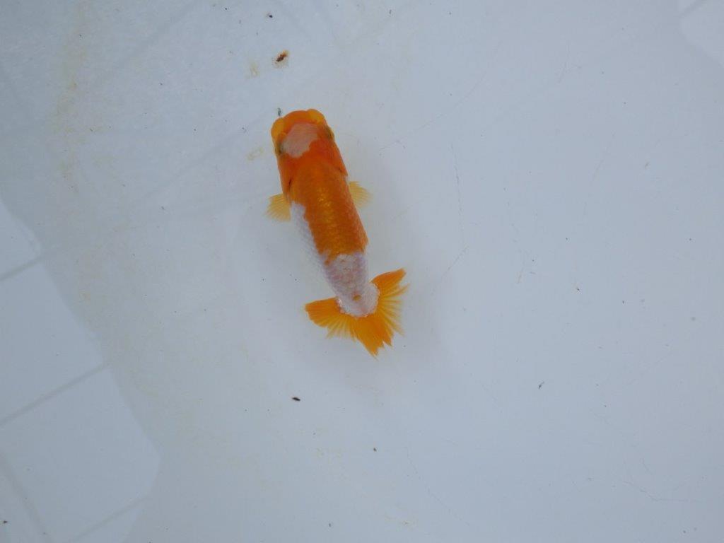 【管理魚 当歳らんちゅう 】ポイントを押さえたご鑑賞お勧めの更紗！　約10㎝