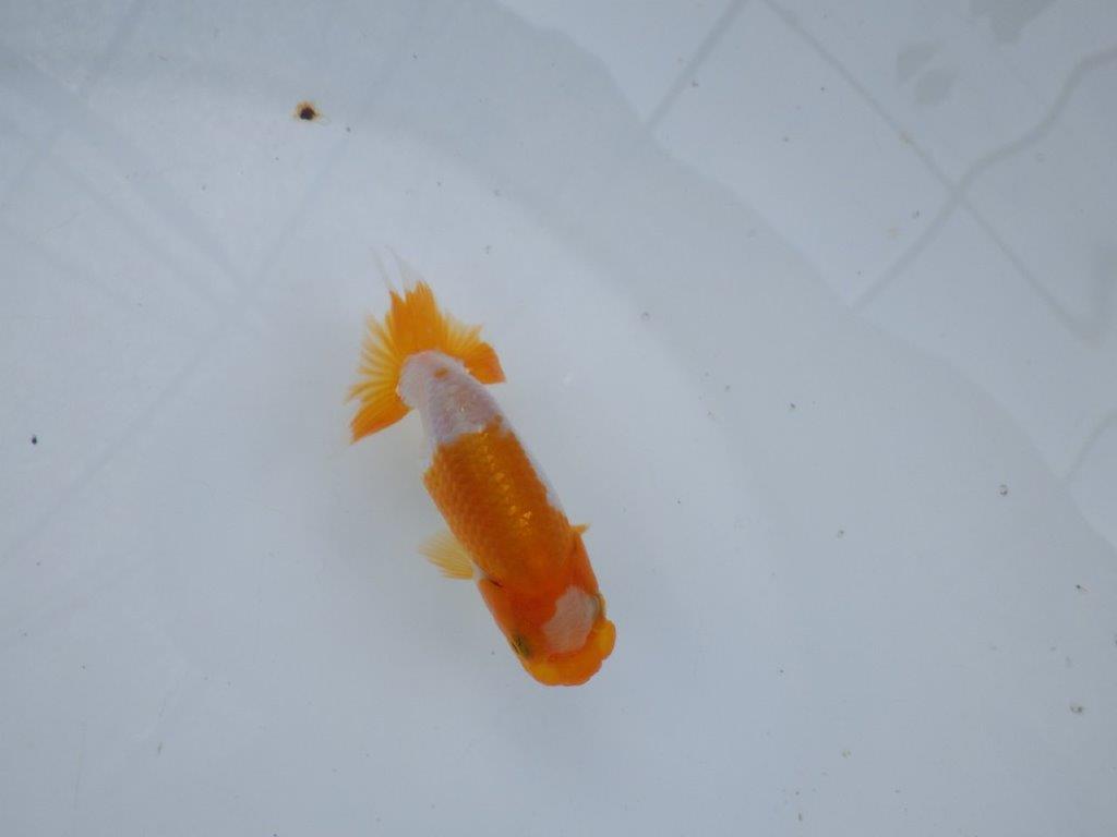 【管理魚 当歳らんちゅう 】ポイントを押さえたご鑑賞お勧めの更紗！　約10㎝