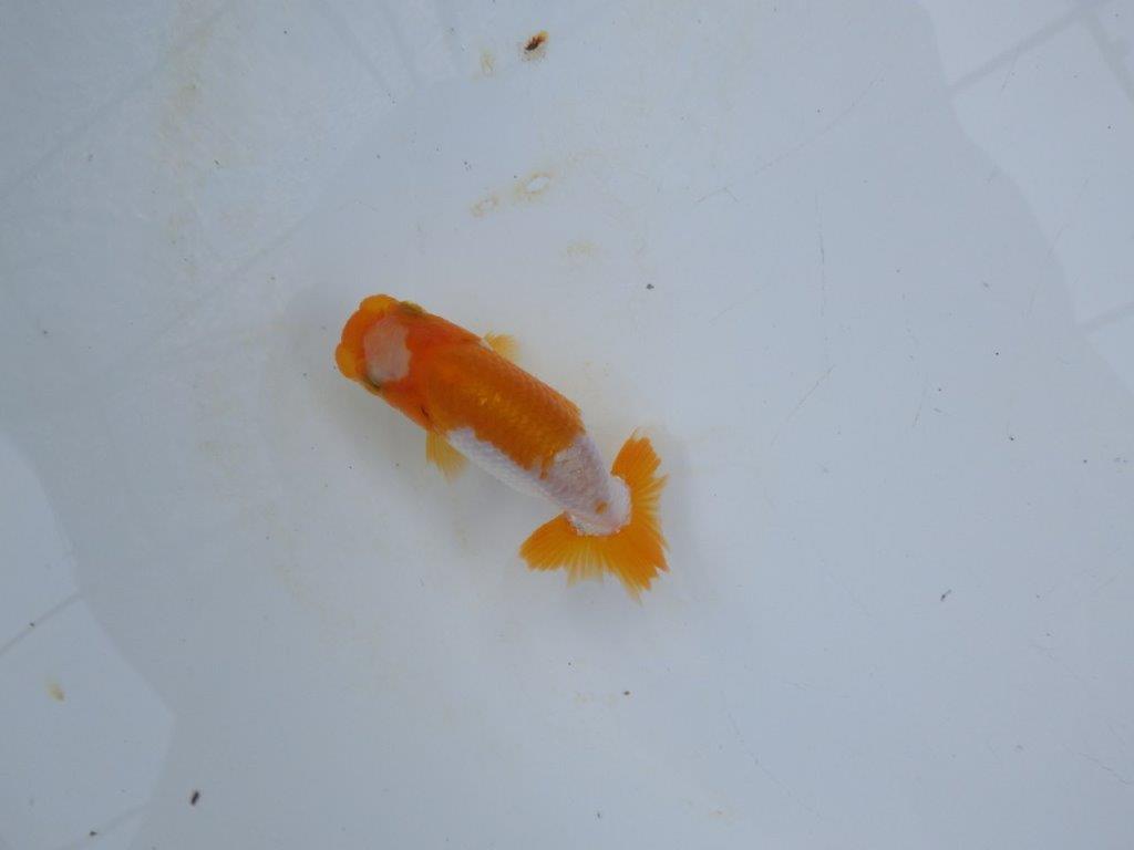 【管理魚 当歳らんちゅう 】ポイントを押さえたご鑑賞お勧めの更紗！　約10㎝