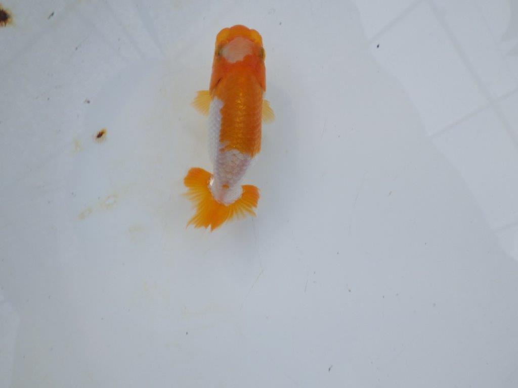 【管理魚 当歳らんちゅう 】ポイントを押さえたご鑑賞お勧めの更紗！　約10㎝