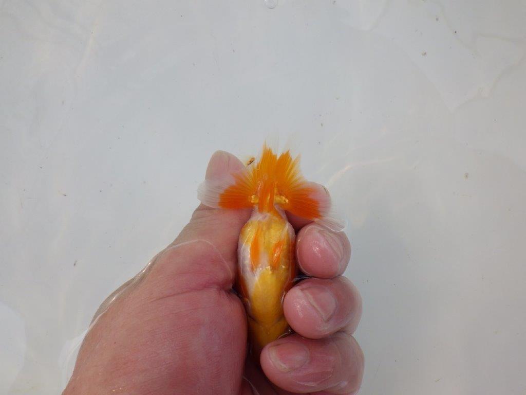 【管理魚 当歳らんちゅう 】ポイントを押さえたご鑑賞お勧めの更紗！　約10㎝