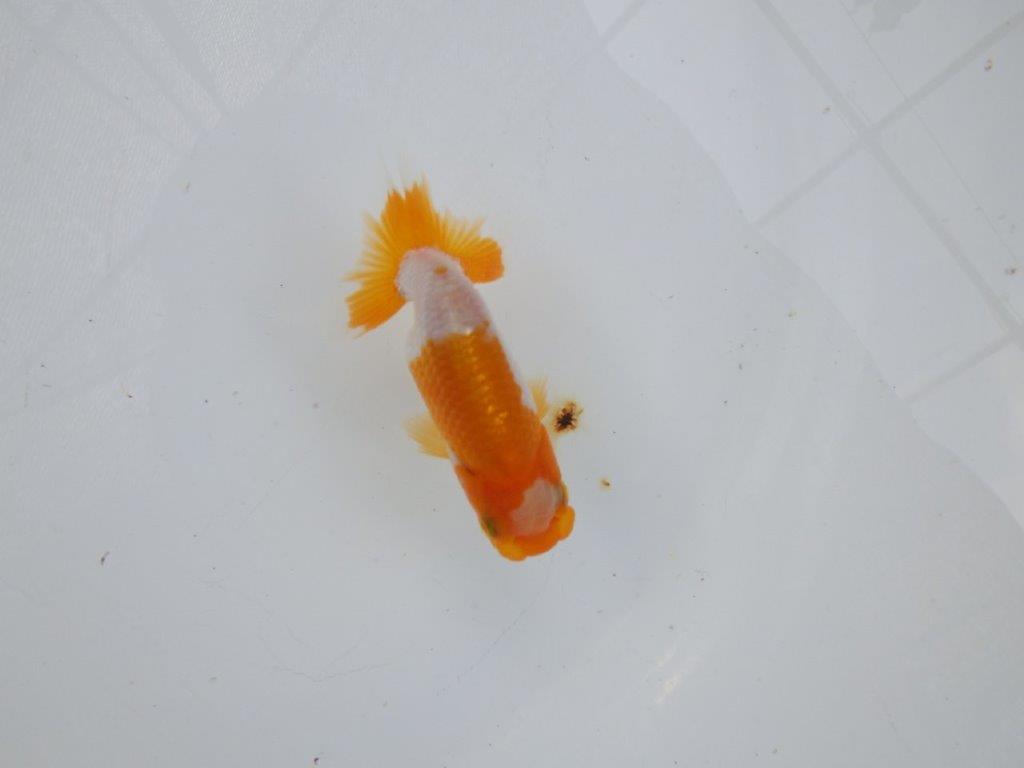 【管理魚 当歳らんちゅう 】ポイントを押さえたご鑑賞お勧めの更紗！　約10㎝の上身