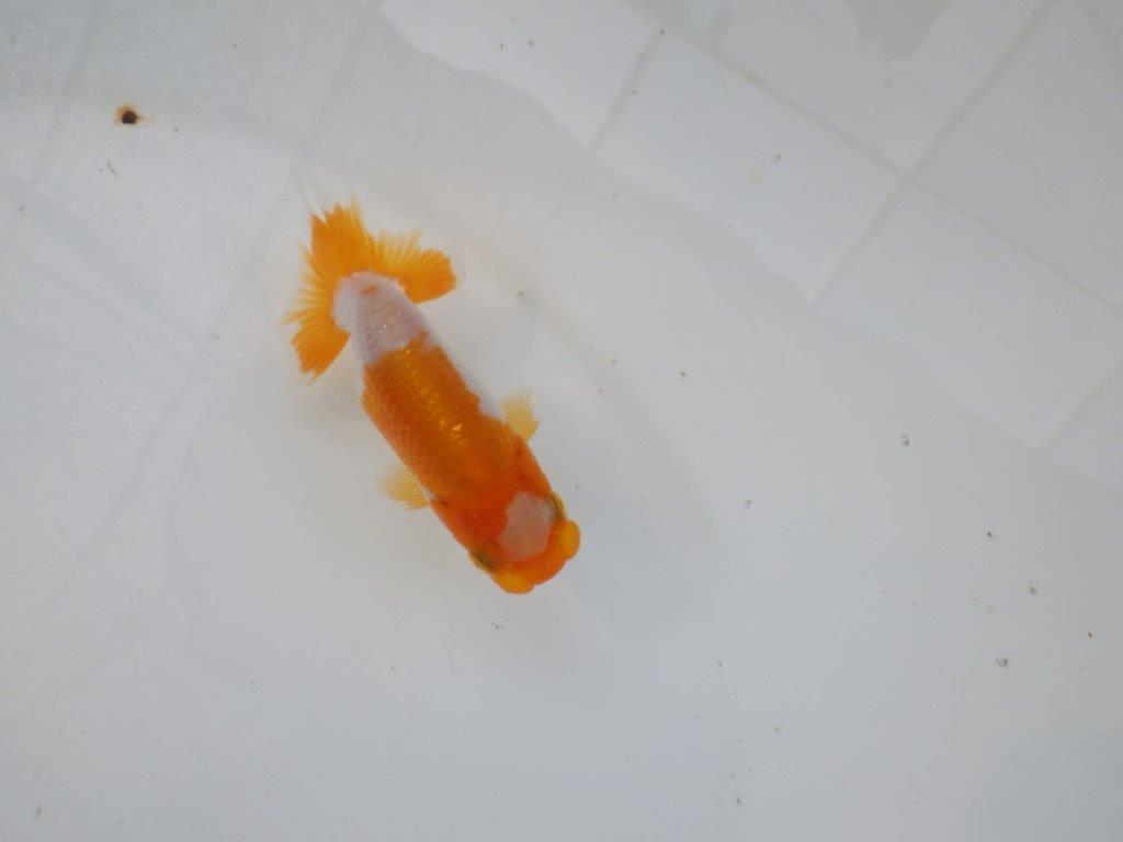 【管理魚 当歳らんちゅう 】ポイントを押さえたご鑑賞お勧めの更紗！　約10㎝