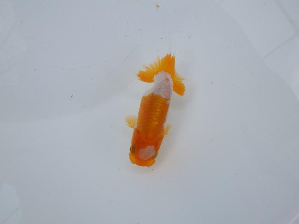 【管理魚 当歳らんちゅう 】ポイントを押さえたご鑑賞お勧めの更紗！　約10㎝