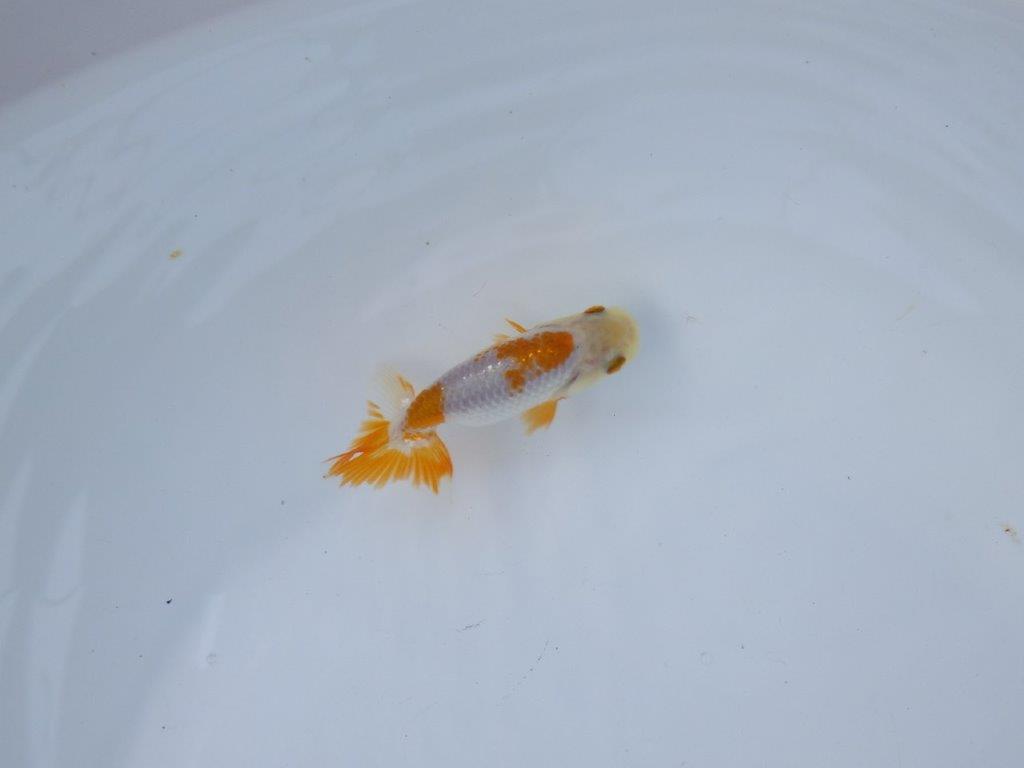 【管理魚 当歳らんちゅう 】綺麗な色柄のご鑑賞お勧めの更紗！　約9,5㎝