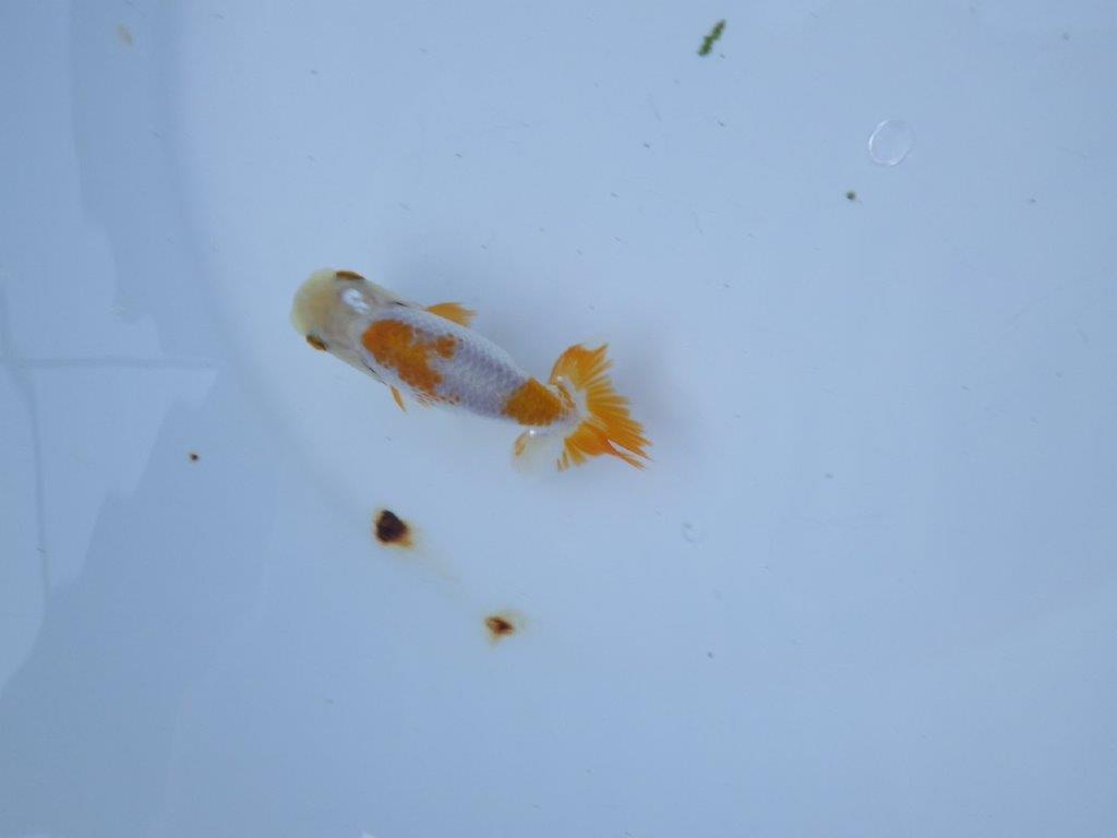 【管理魚 当歳らんちゅう 】綺麗な色柄のご鑑賞お勧めの更紗！　約9,5㎝