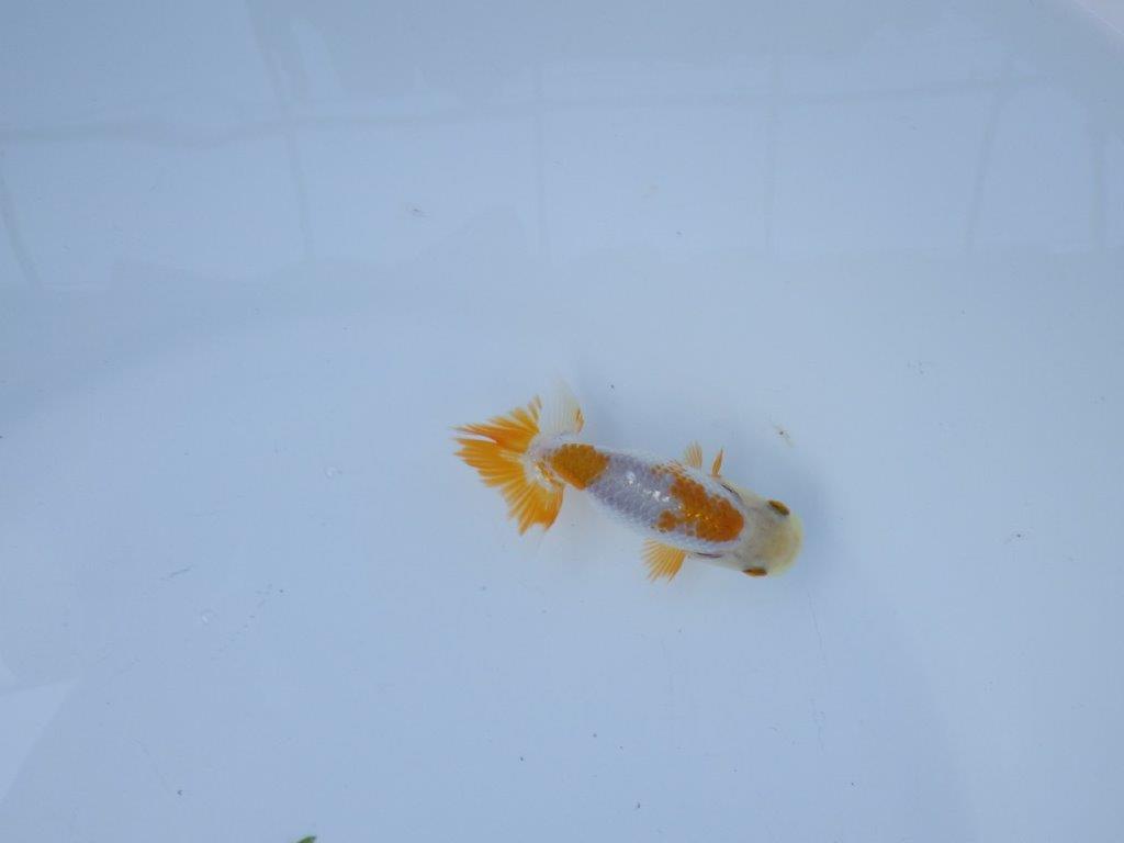 【管理魚 当歳らんちゅう 】綺麗な色柄のご鑑賞お勧めの更紗！　約9,5㎝