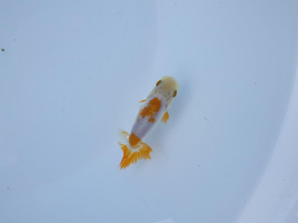 【管理魚 当歳らんちゅう 】綺麗な色柄のご鑑賞お勧めの更紗！　約9,5㎝