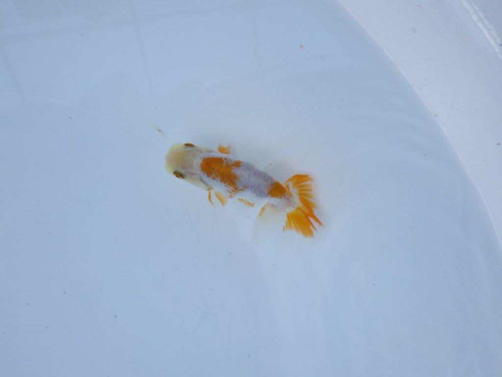 【管理魚 当歳らんちゅう 】綺麗な色柄のご鑑賞お勧めの更紗！　約9,5㎝