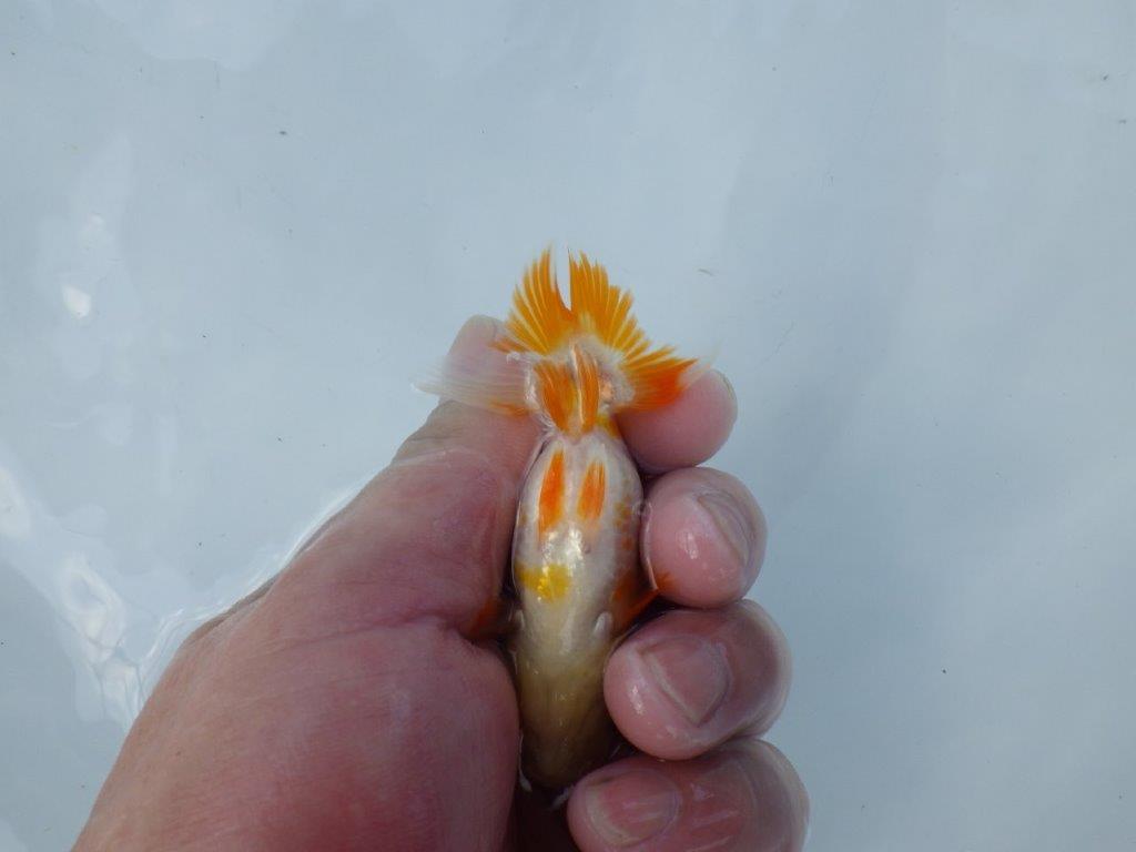 【管理魚 当歳らんちゅう 】綺麗な色柄のご鑑賞お勧めの更紗！　約9,5㎝