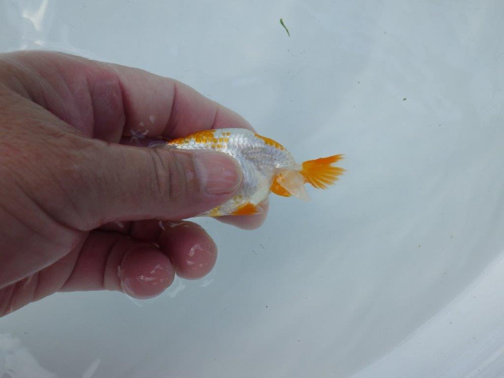 【管理魚 当歳らんちゅう 】綺麗な色柄のご鑑賞お勧めの更紗！　約9,5㎝