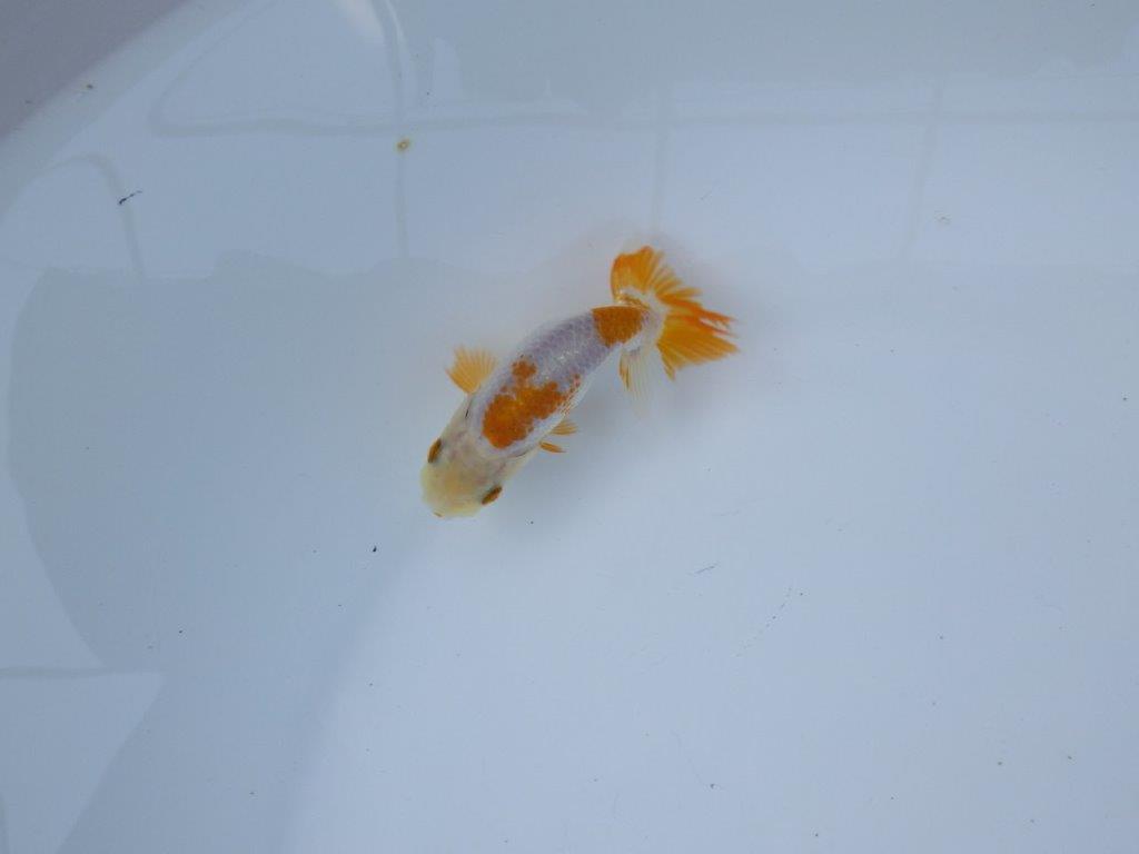 【管理魚 当歳らんちゅう 】綺麗な色柄のご鑑賞お勧めの更紗！　約9,5㎝
