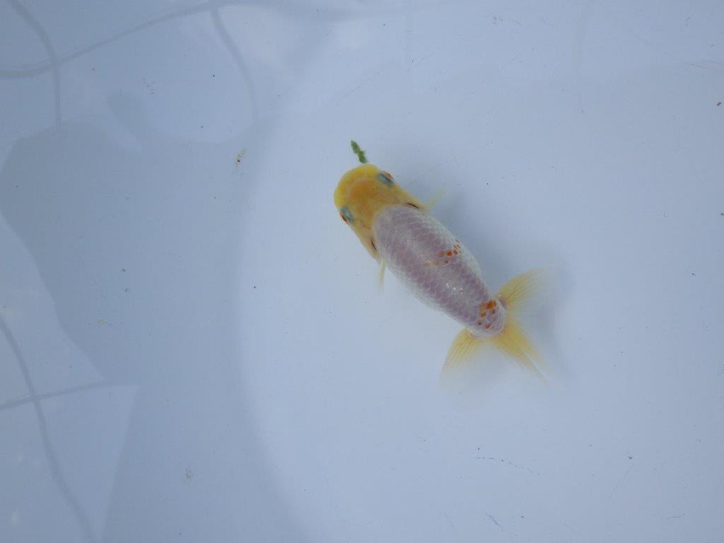 【管理魚 当歳らんちゅう 】太味がある背も綺麗、赤のワンポイントが映える！　約9,5㎝