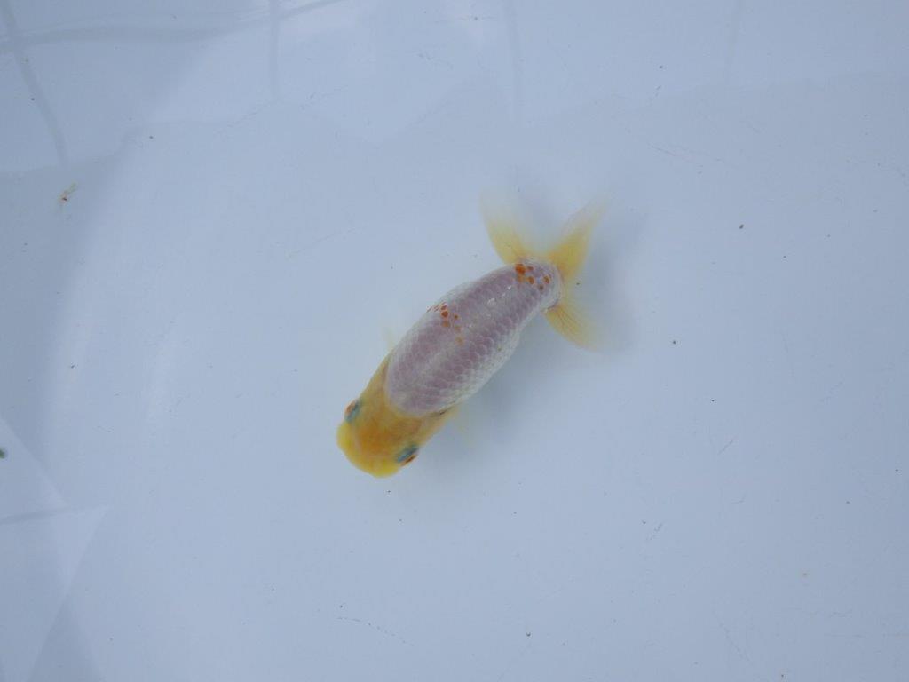 【管理魚 当歳らんちゅう 】太味がある背も綺麗、赤のワンポイントが映える！　約9,5㎝