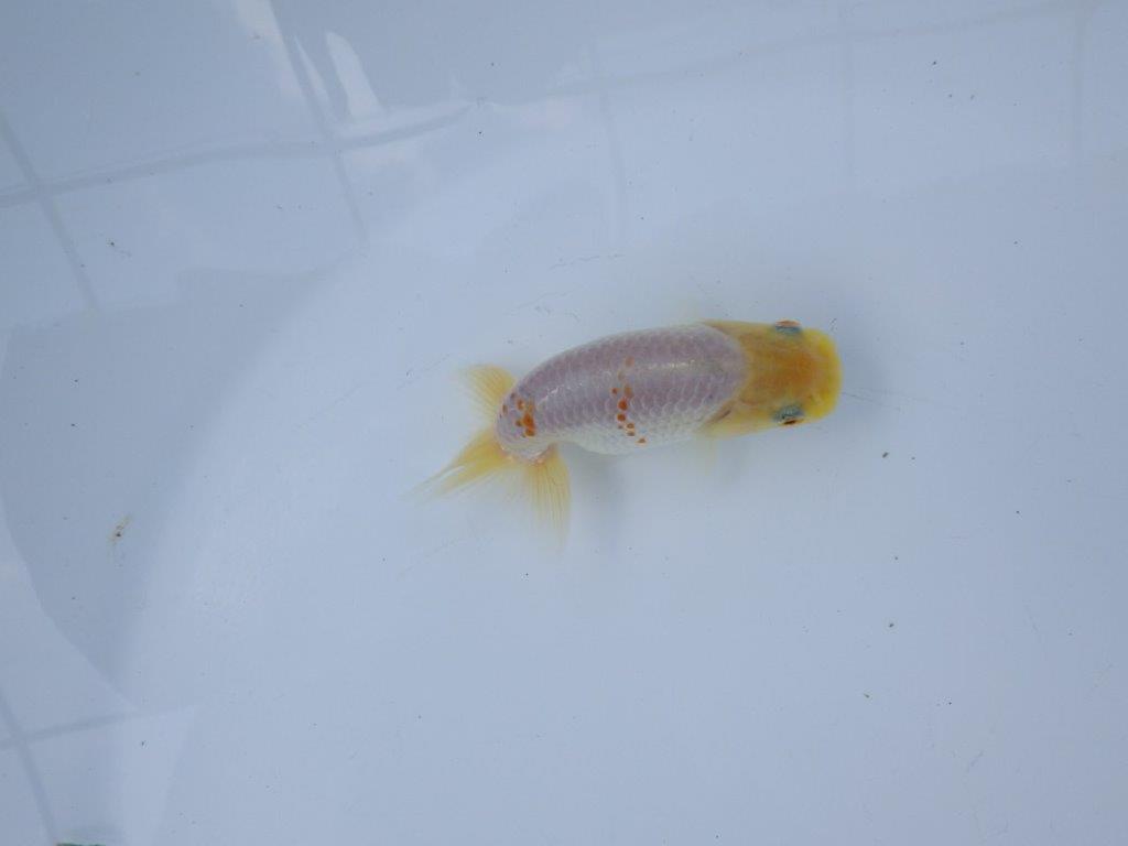 【管理魚 当歳らんちゅう 】太味がある背も綺麗、赤のワンポイントが映える！　約9,5㎝