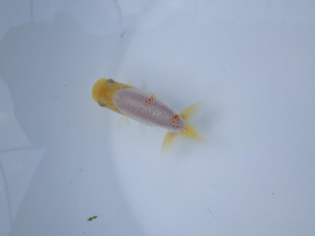 【管理魚 当歳らんちゅう 】太味がある背も綺麗、赤のワンポイントが映える！　約9,5㎝