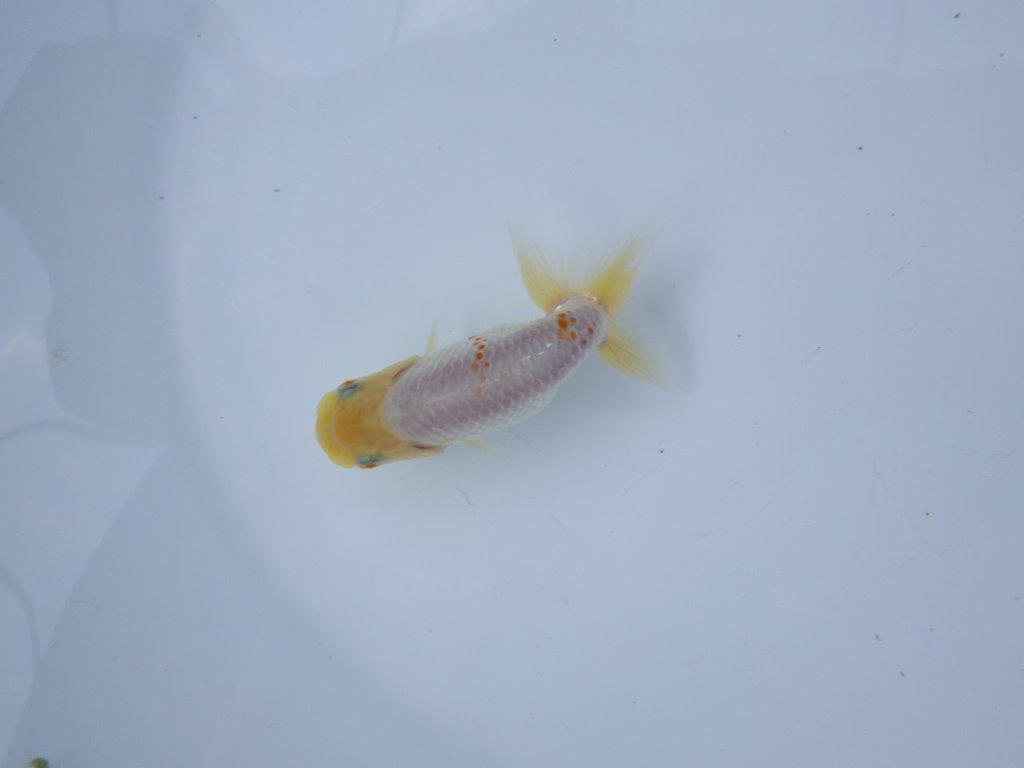 【管理魚 当歳らんちゅう 】太味がある背も綺麗、赤のワンポイントが映える！　約9,5㎝