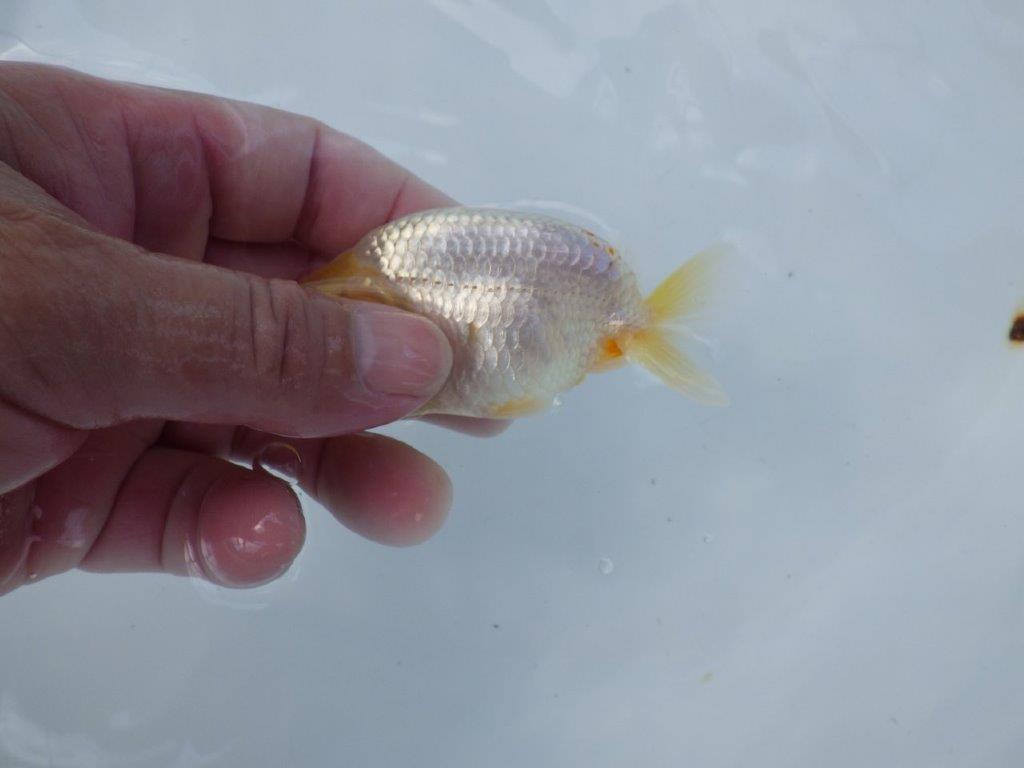 【管理魚 当歳らんちゅう 】太味がある背も綺麗、赤のワンポイントが映える！　約9,5㎝
