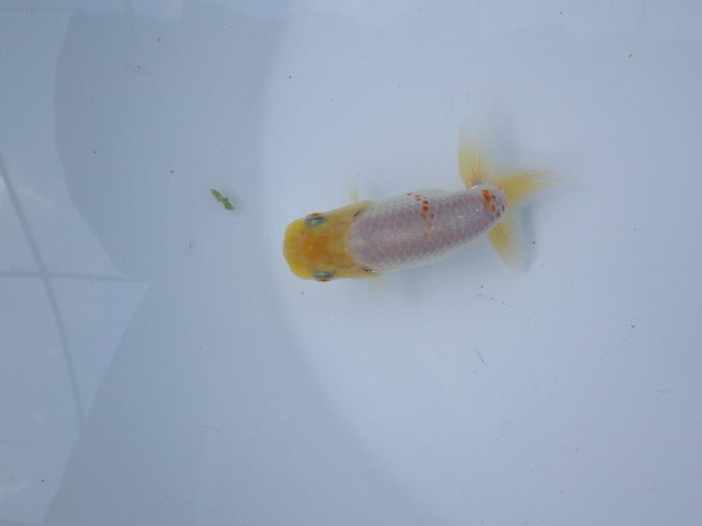 【管理魚 当歳らんちゅう 】太味がある背も綺麗、赤のワンポイントが映える！　約9,5㎝の上身