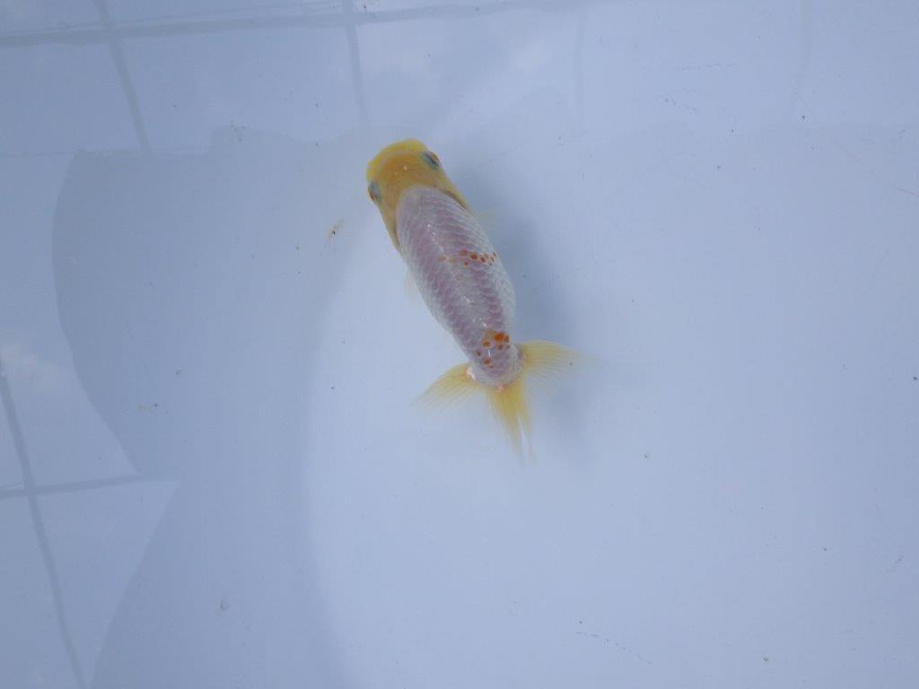 【管理魚 当歳らんちゅう 】太味がある背も綺麗、赤のワンポイントが映える！　約9,5㎝