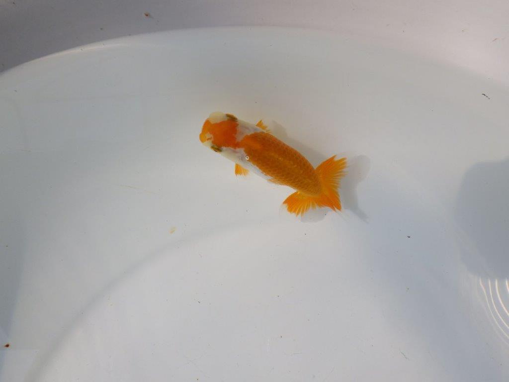 【管理魚 当歳らんちゅう 】背のラインが綺麗で水槽映えする更紗！　約10,5㎝の上身