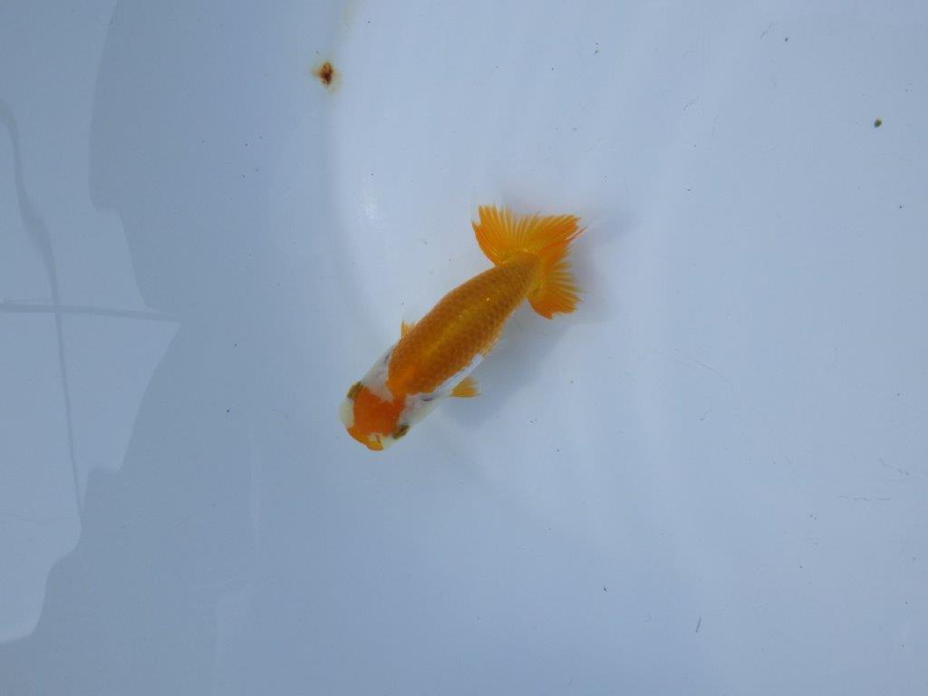 【管理魚 当歳らんちゅう 】背のラインが綺麗で水槽映えする更紗！　約10,5㎝